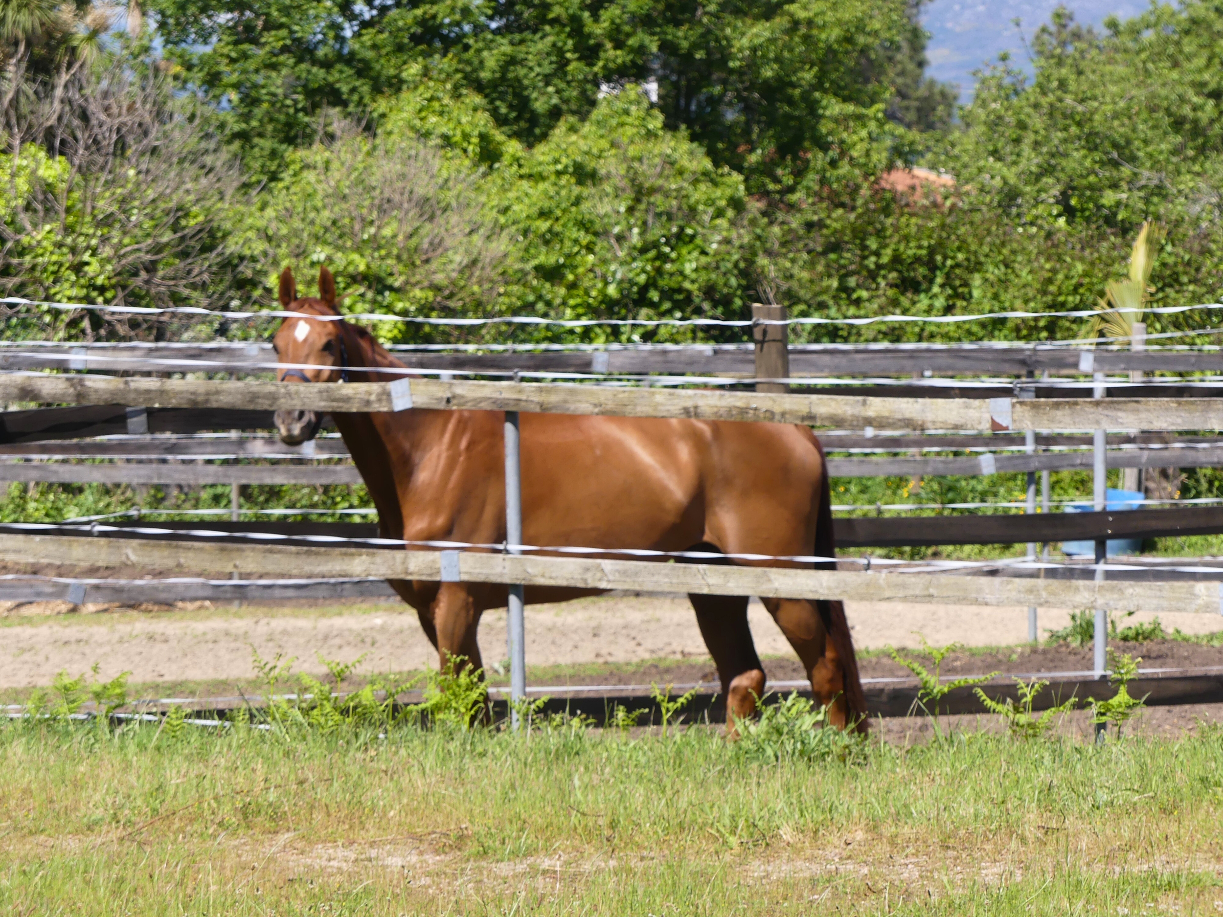 Caballo en el recinto